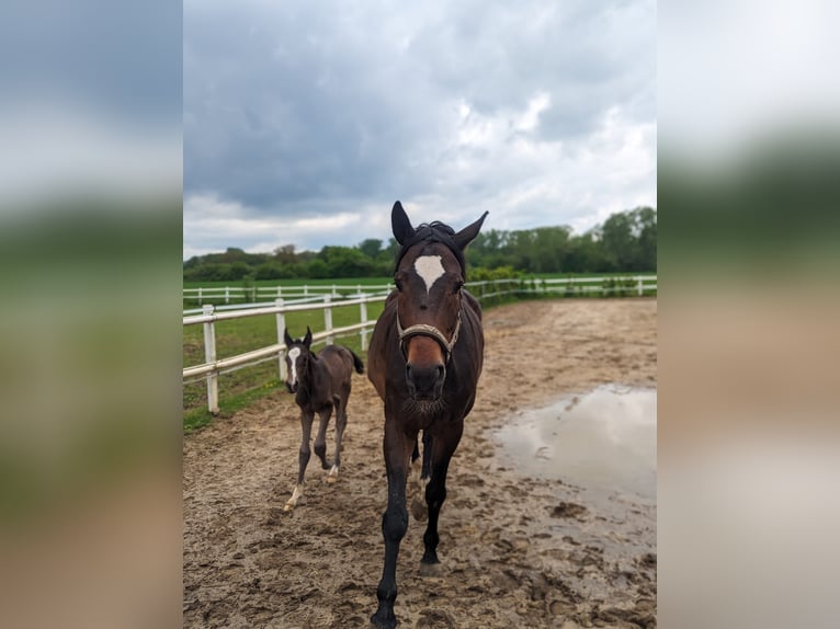 Deutsches Reitpferd Stute 9 Jahre 176 cm Brauner in Coesfeld