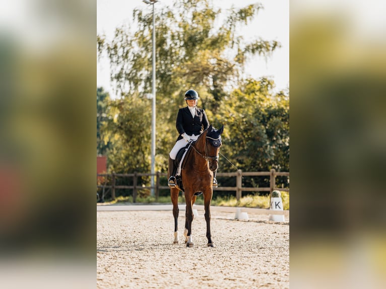 Deutsches Reitpferd Stute 9 Jahre Brauner in Trier