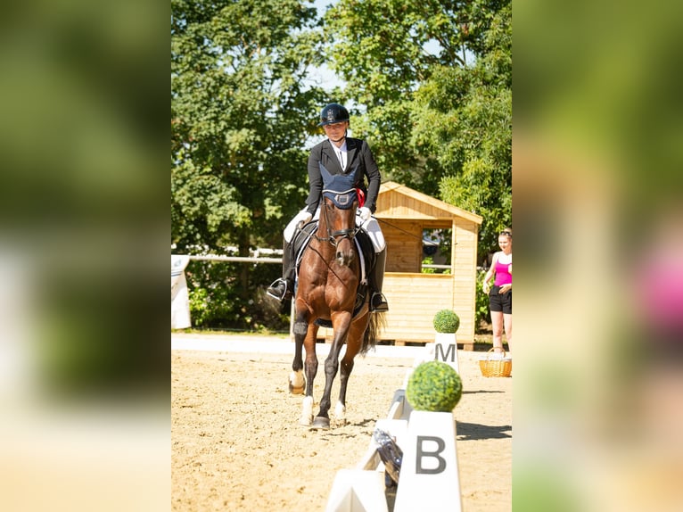 Deutsches Reitpferd Stute 9 Jahre Brauner in Trier