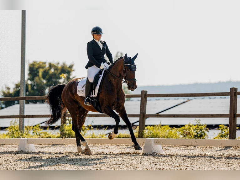 Deutsches Reitpferd Stute 9 Jahre Brauner in Trier