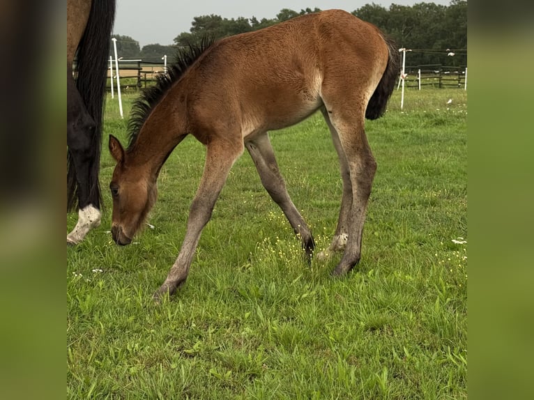 Deutsches Reitpferd Stute Fohlen (06/2025) 162 cm in Br&#xF6;ckel