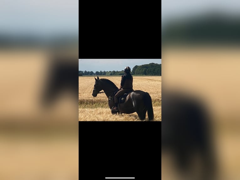 Deutsches Reitpferd Mix Stute Fohlen (06/2025) 165 cm Brauner in Uetze
