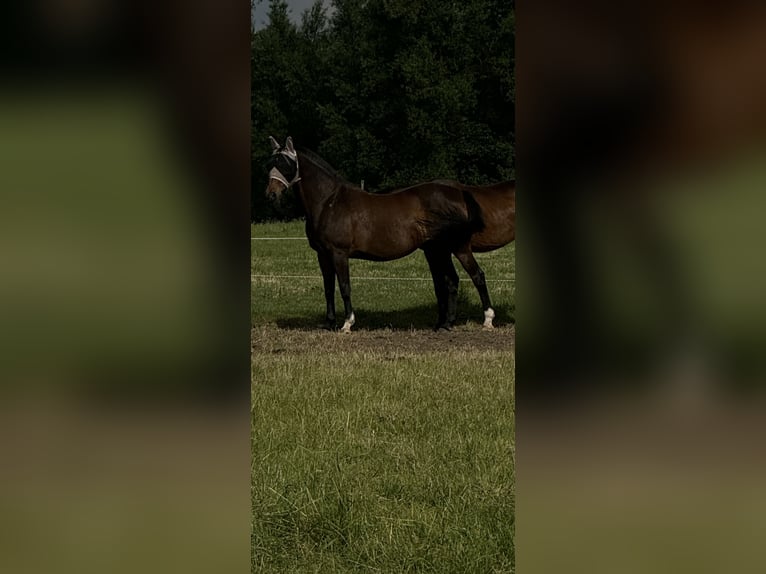 Deutsches Reitpferd Mix Stute Fohlen (06/2025) 165 cm Brauner in Uetze