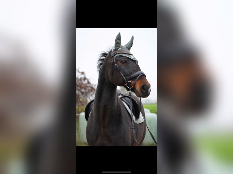 Deutsches Reitpferd Mix Stute Fohlen (06/2025) 165 cm Brauner in Uetze