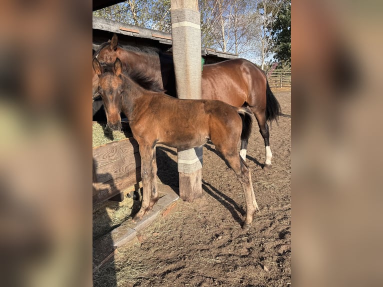 Deutsches Reitpferd Mix Stute Fohlen (06/2025) 165 cm Brauner in Uetze