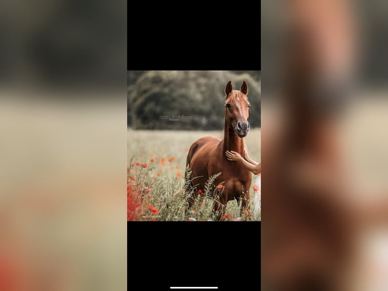Deutsches Reitpferd Mix Stute Fohlen (06/2025) 165 cm Brauner in Uetze