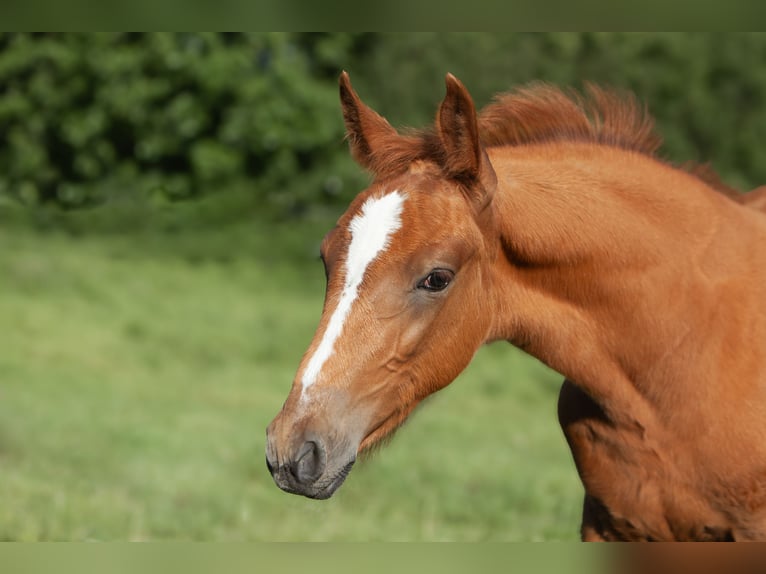 Deutsches Reitpferd Mix Stute  165 cm Fuchs in Schillsdorf