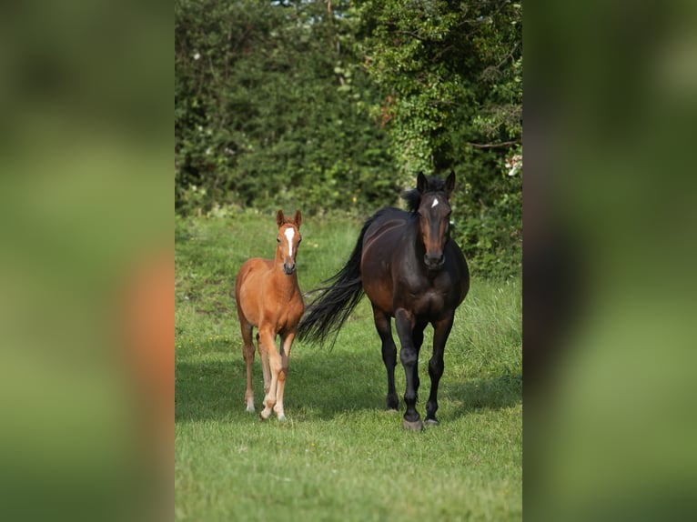 Deutsches Reitpferd Mix Stute  165 cm Fuchs in Schillsdorf