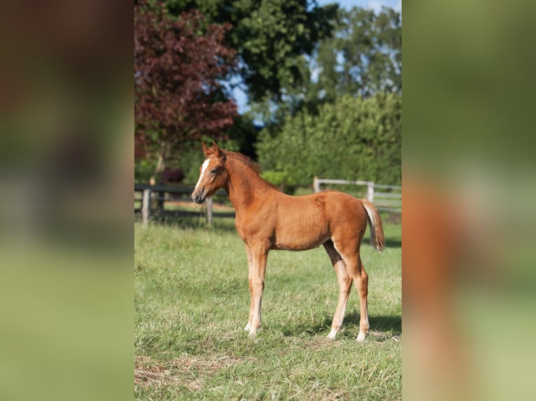 Deutsches Reitpferd Mix Stute  165 cm Fuchs in Schillsdorf