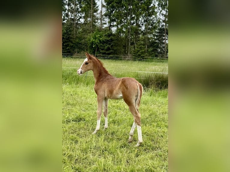 Deutsches Reitpferd Stute Fohlen (05/2025) 165 cm Fuchs in Ihlienworth