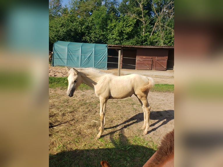 Deutsches Reitpferd Stute Fohlen (04/2024) 165 cm Palomino in Sugenheim