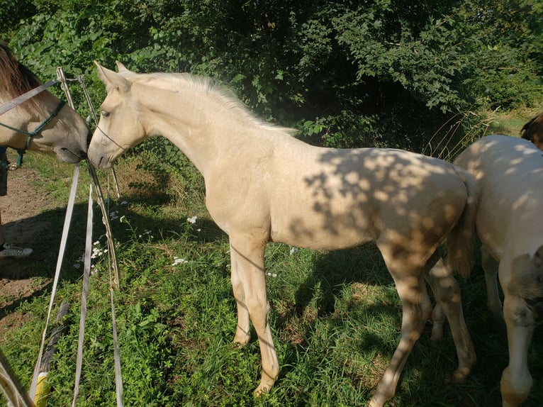 Deutsches Reitpferd Stute Fohlen (04/2024) 165 cm Palomino in Sugenheim