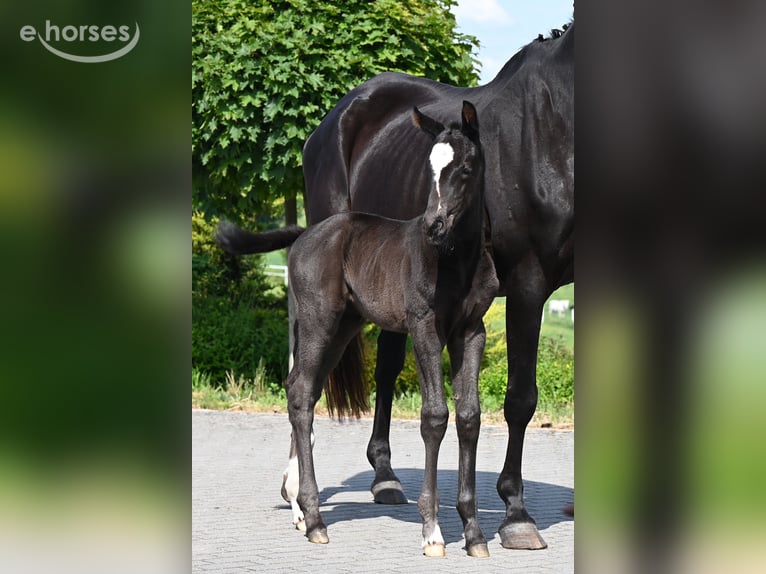 Deutsches Reitpferd Stute Fohlen (05/2026) 168 cm Rappe in Wysin