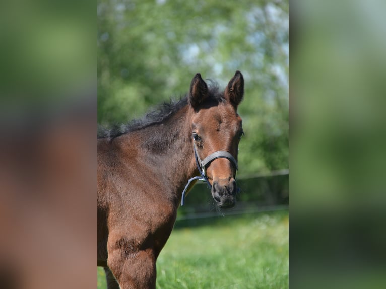 Deutsches Reitpferd Stute Fohlen (04/2025) 170 cm Brauner in Sieversdorf-Hohenofen