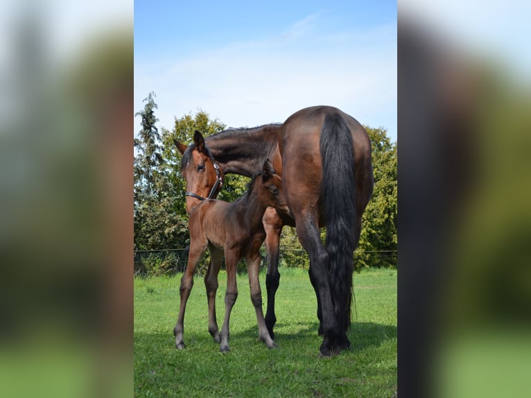 Deutsches Reitpferd Stute Fohlen (04/2025) 170 cm Brauner in Sieversdorf-Hohenofen