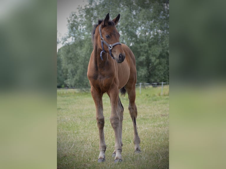 Deutsches Reitpferd Stute Fohlen (04/2025) 170 cm Brauner in Sieversdorf-Hohenofen