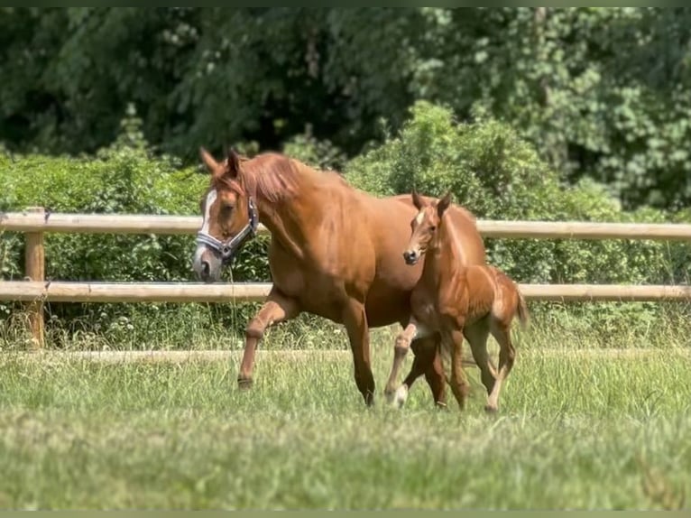 Deutsches Reitpferd Stute Fohlen (06/2025) 170 cm Dunkelfuchs in Wehringen