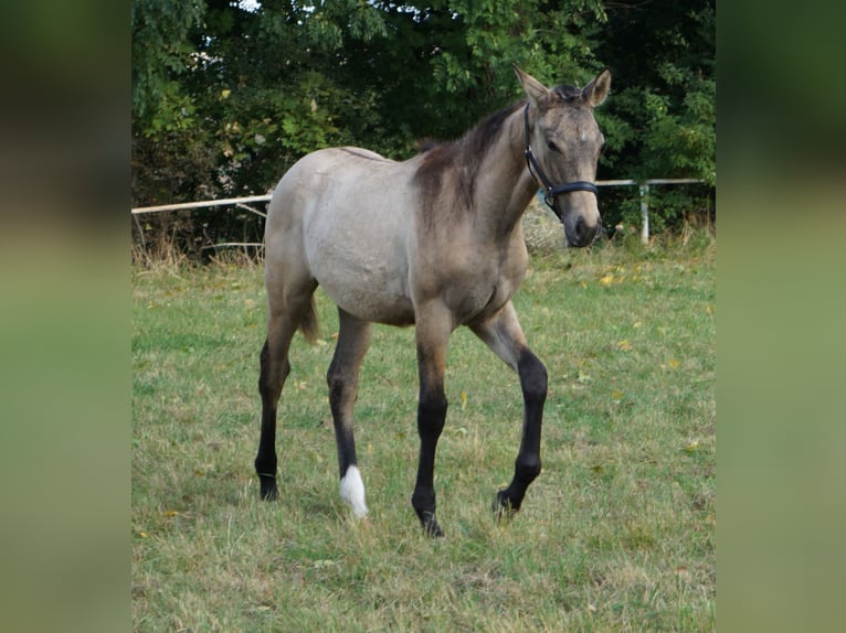 Deutsches Reitpferd Stute Fohlen (04/2025) 170 cm Falbe in M&#xFC;geln