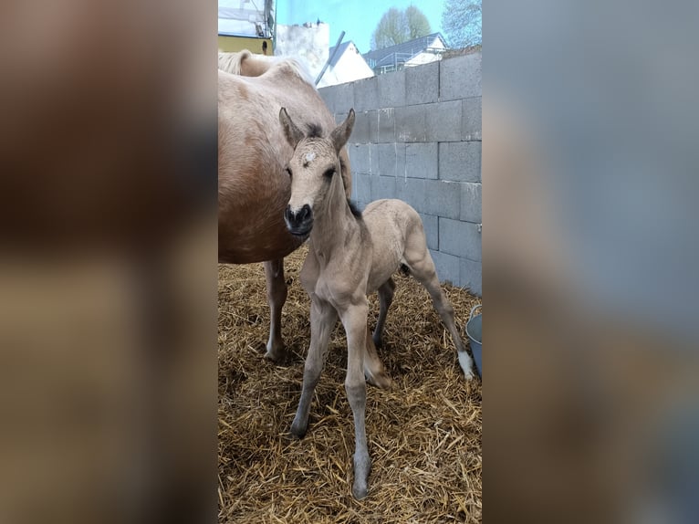 Deutsches Reitpferd Stute Fohlen (04/2025) 170 cm Falbe in M&#xFC;geln