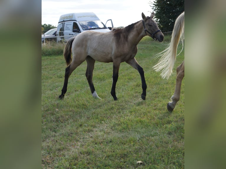 Deutsches Reitpferd Stute Fohlen (04/2025) 170 cm Falbe in M&#xFC;geln