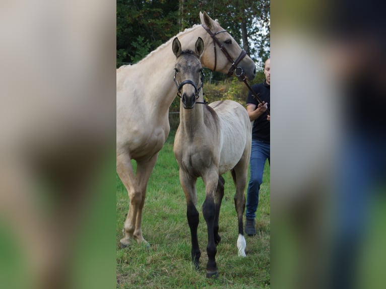 Deutsches Reitpferd Stute Fohlen (04/2025) 170 cm Falbe in M&#xFC;geln
