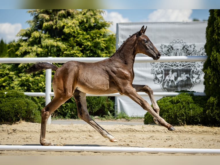 Deutsches Reitpferd Stute Fohlen (05/2026) 170 cm Rappe in Wysin