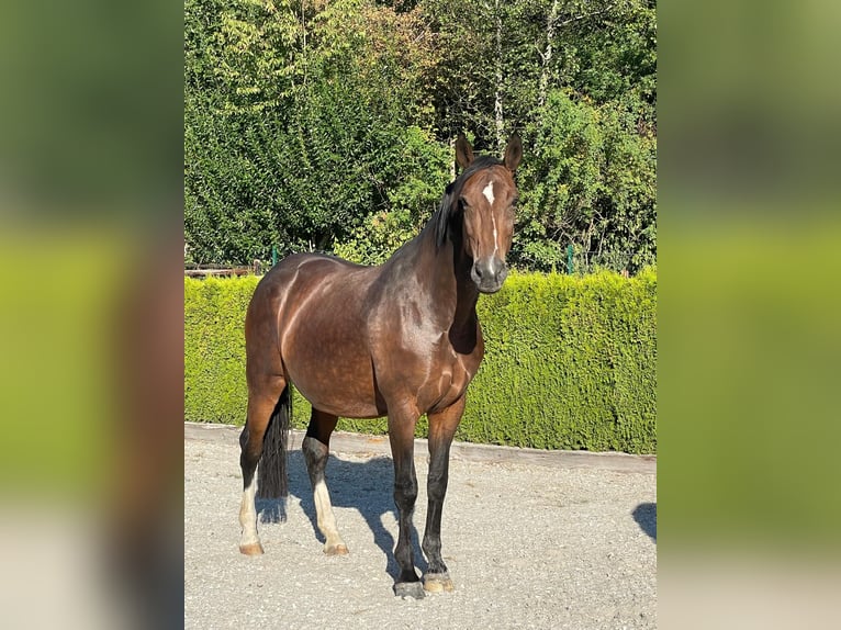 Deutsches Reitpferd Stute Fohlen (02/2026) Brauner in Heimbach