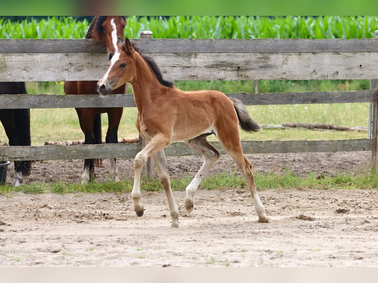 Deutsches Reitpferd Stute Fohlen (05/2026) Brauner in Wettringen