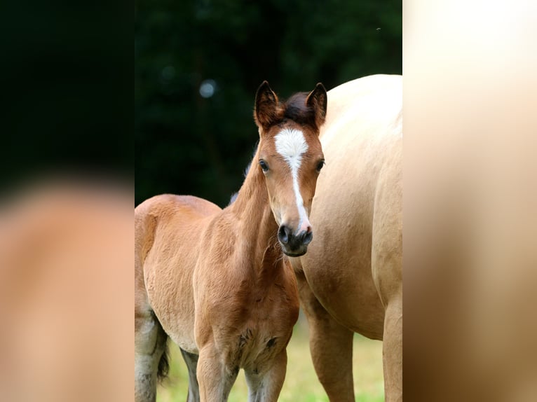 Deutsches Reitpferd Stute Fohlen (05/2026) Brauner in Wettringen