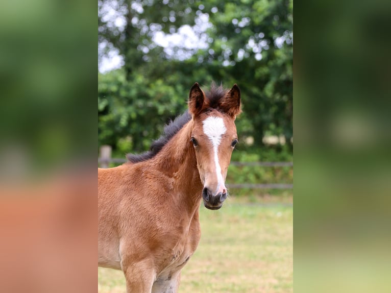 Deutsches Reitpferd Stute Fohlen (05/2026) Brauner in Wettringen