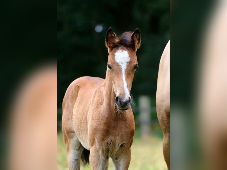 Deutsches Reitpferd Stute Fohlen (05/2026) Brauner in Wettringen