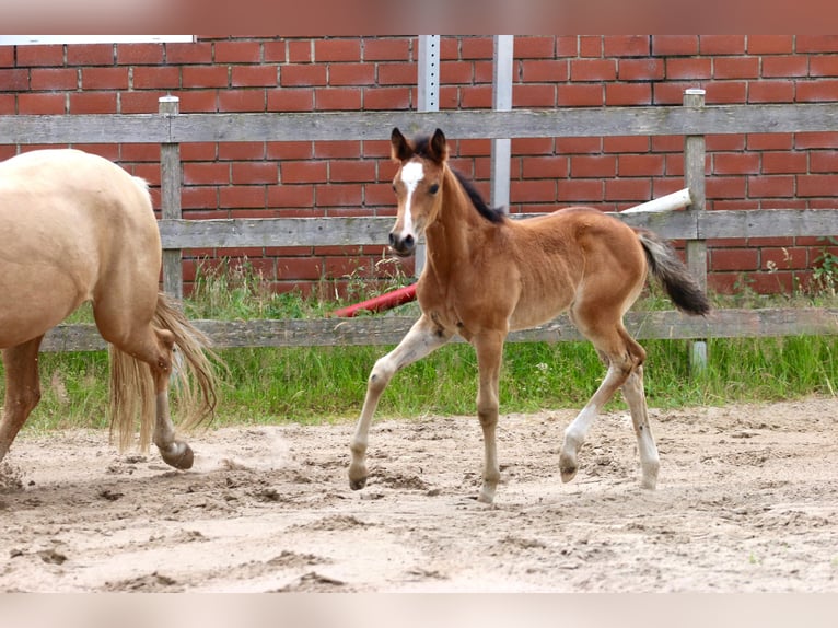 Deutsches Reitpferd Stute Fohlen (05/2026) Brauner in Wettringen