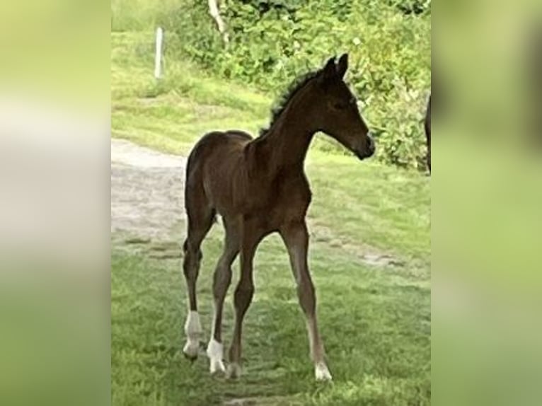 Deutsches Reitpferd Stute Fohlen (01/2024) Brauner in Niederneisen