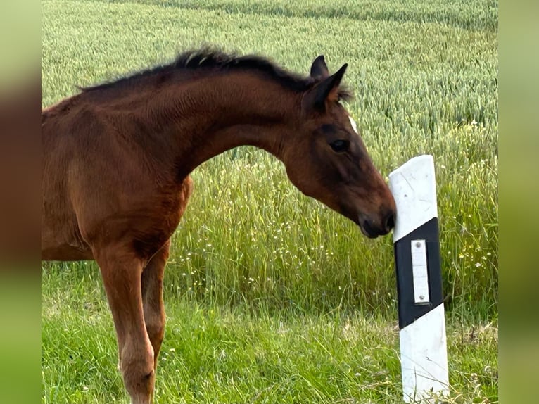 Deutsches Reitpferd Stute  Dunkelbrauner in Beckum