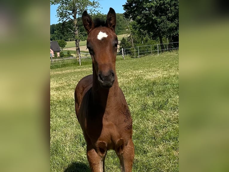 Deutsches Reitpferd Stute  Dunkelbrauner in Beckum