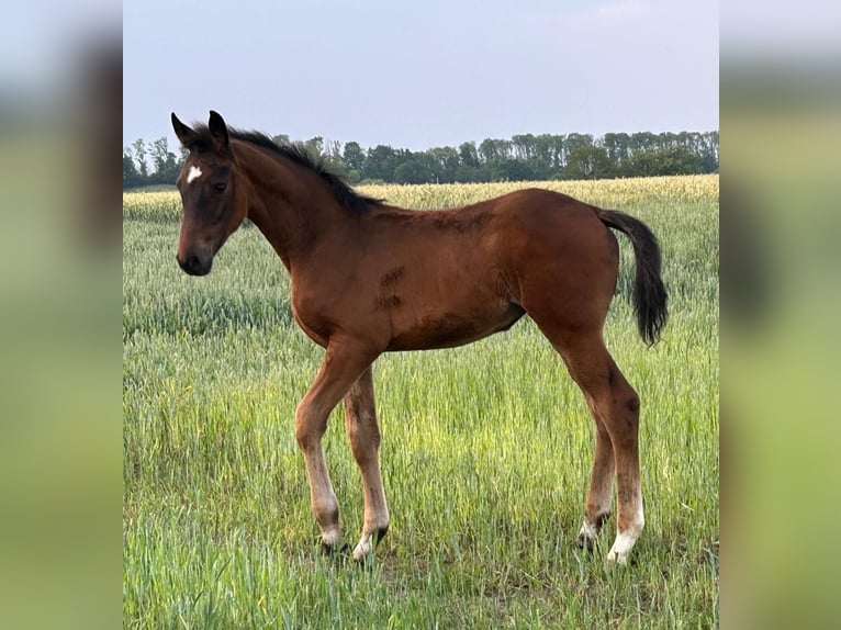 Deutsches Reitpferd Stute  Dunkelbrauner in Beckum