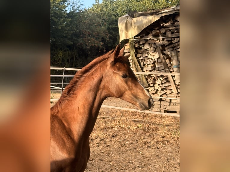 Deutsches Reitpferd Stute Fohlen (05/2026) Dunkelfuchs in Recklinghausen