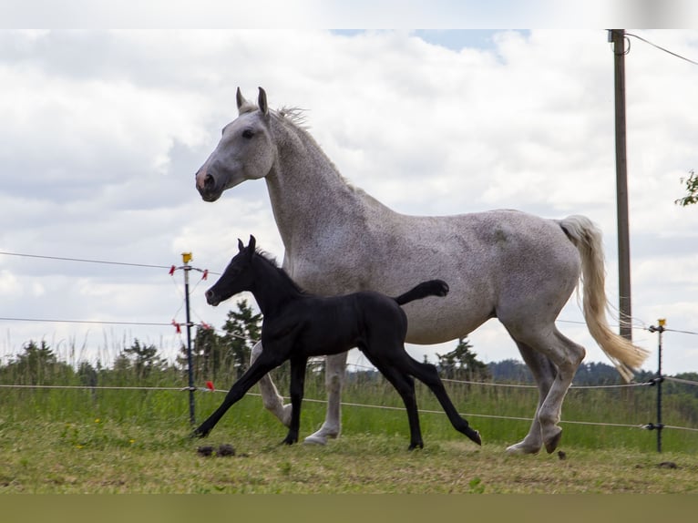 Deutsches Reitpferd Stute  Kann Schimmel werden in W&#xF6;rth an der Donau