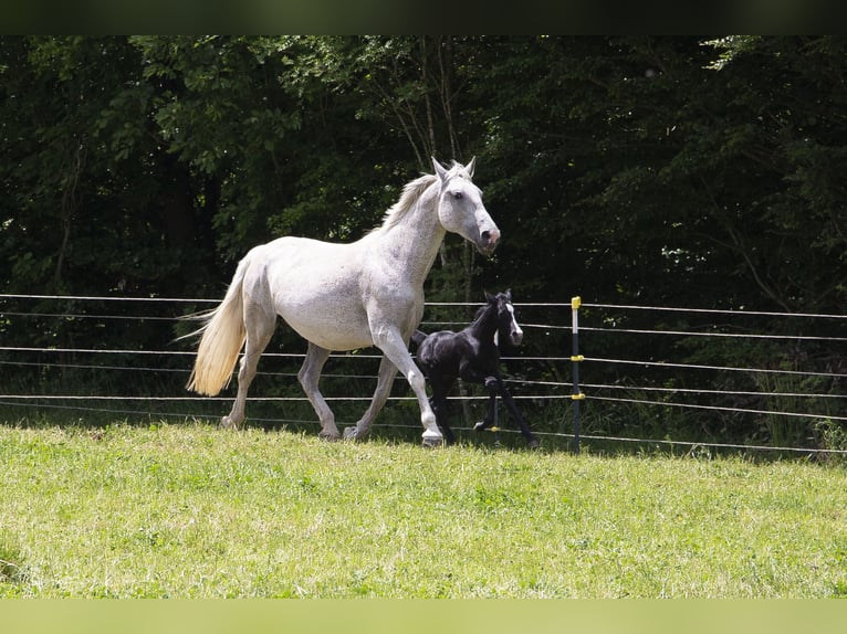 Deutsches Reitpferd Stute  Kann Schimmel werden in W&#xF6;rth an der Donau