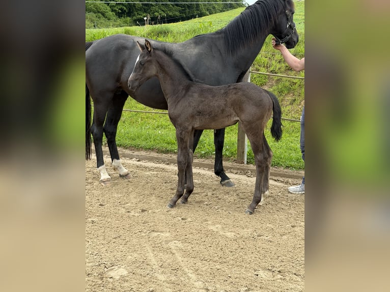 Deutsches Reitpferd Stute Fohlen (04/2026) Rappe in Schmadebeck