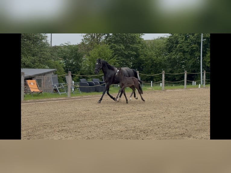 Deutsches Reitpferd Stute Fohlen (04/2026) Rappe in Schmadebeck