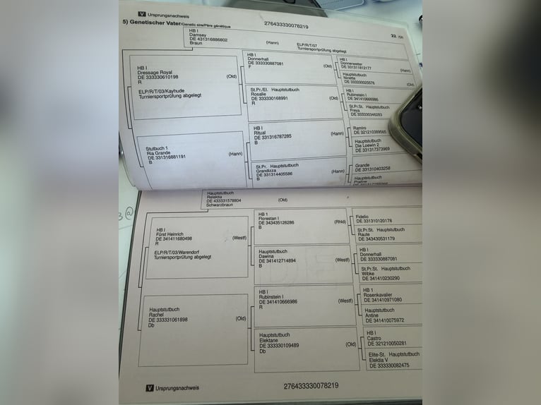 Deutsches Reitpferd Stute Fohlen (04/2026) Rappe in Schmadebeck