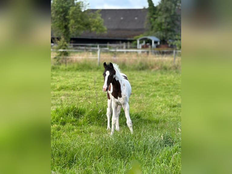 Deutsches Reitpferd Stute Fohlen (03/2026) Schecke in Hattingen