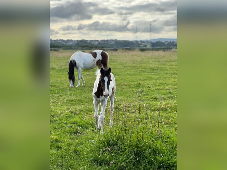 Deutsches Reitpferd Stute Fohlen (03/2026) Schecke in Hattingen