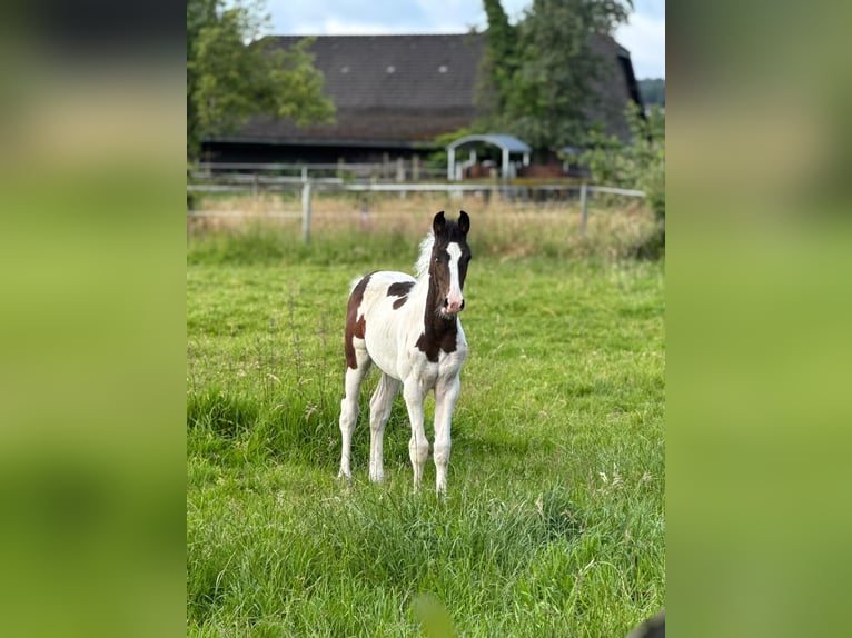 Deutsches Reitpferd Stute Fohlen (03/2026) Schecke in Hattingen