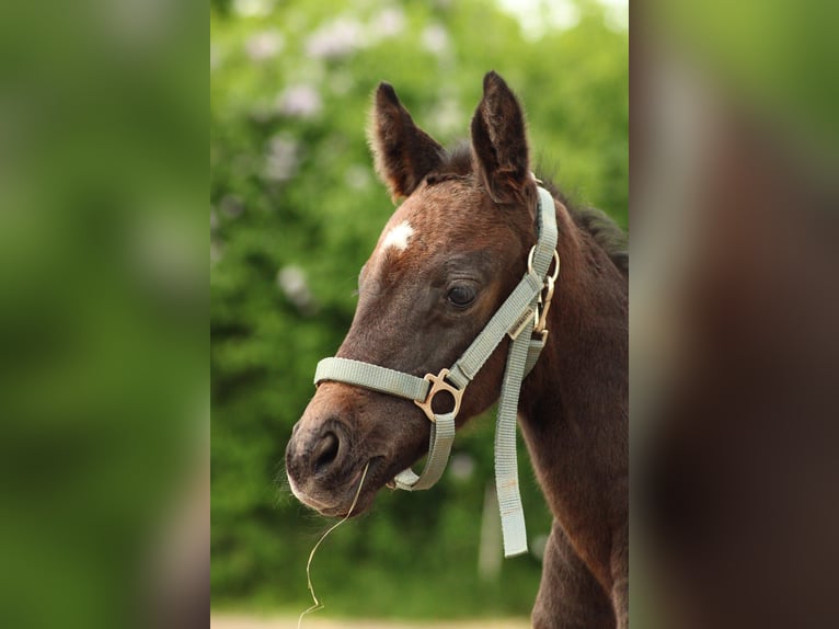 Deutsches Reitpferd Stute  Schimmel in Schlagenthin