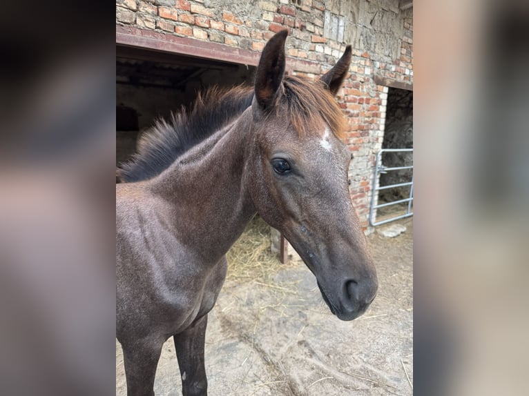 Deutsches Reitpferd Stute Fohlen (04/2025) Schimmel in L&#xF6;wenberger Land