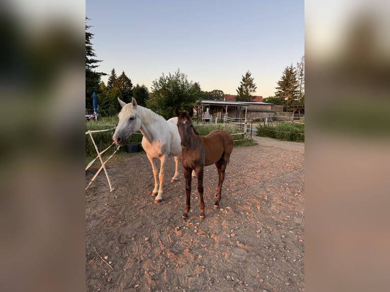 Deutsches Reitpferd Stute Fohlen (04/2025) Schimmel in L&#xF6;wenberger Land