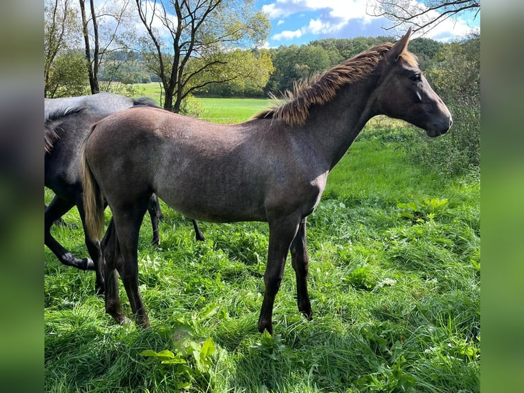 Deutsches Reitpferd Stute Fohlen (04/2026) Schimmel in Wohratal