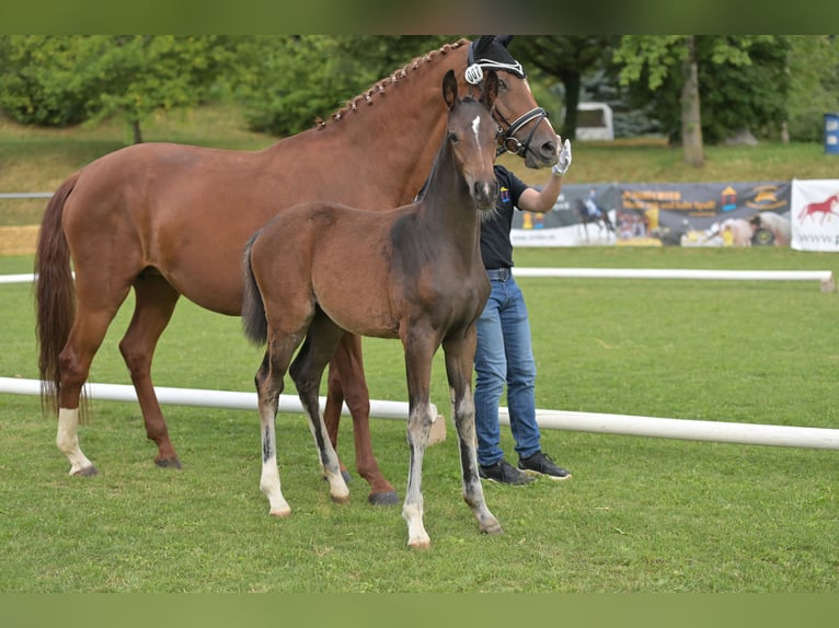 Deutsches Reitpferd Stute Fohlen (04/2025) Schwarzbrauner in Bad Wurzach